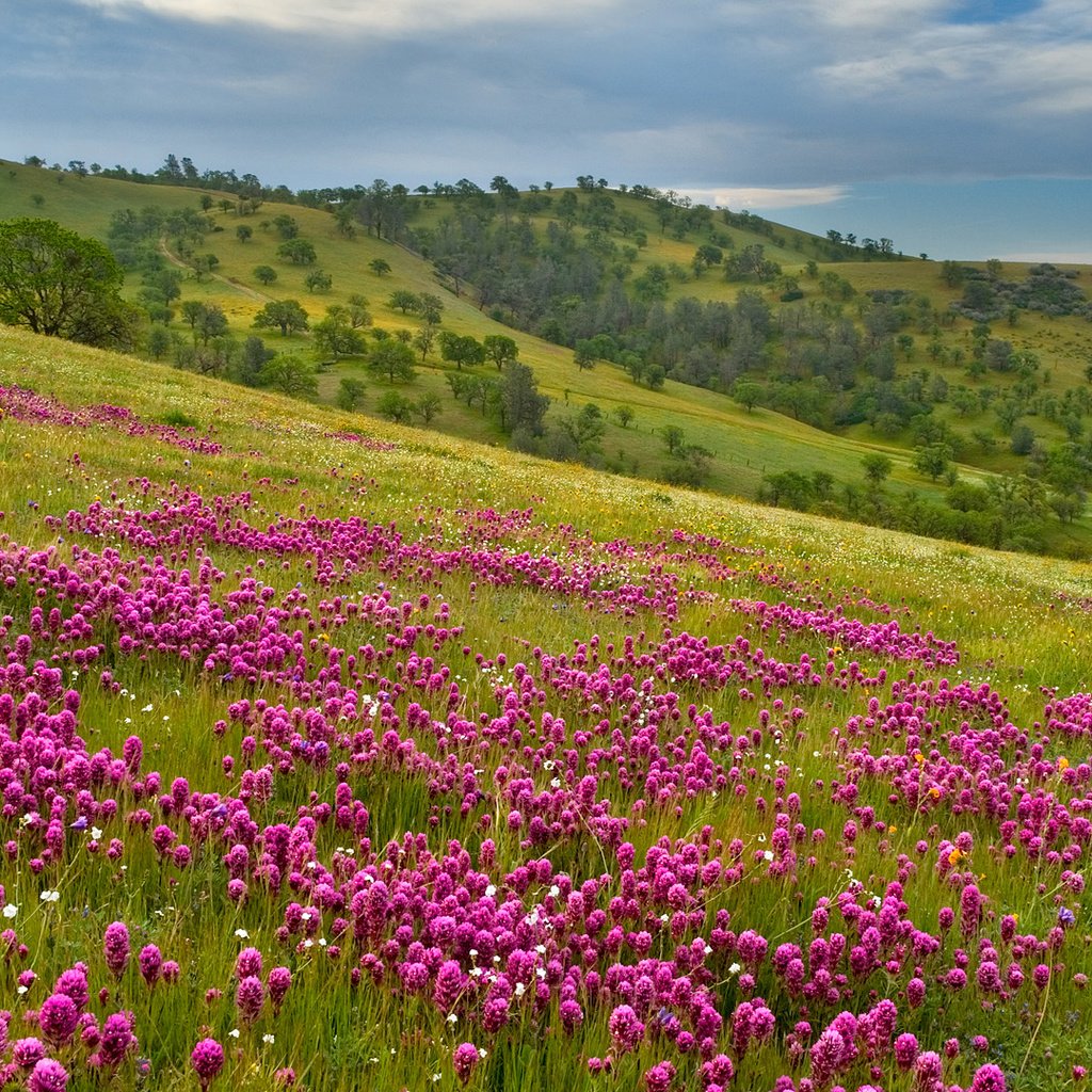 Обои холмы, простор, фиолетовый луг, hills, space, violet meadow разрешение 1920x1080 Загрузить