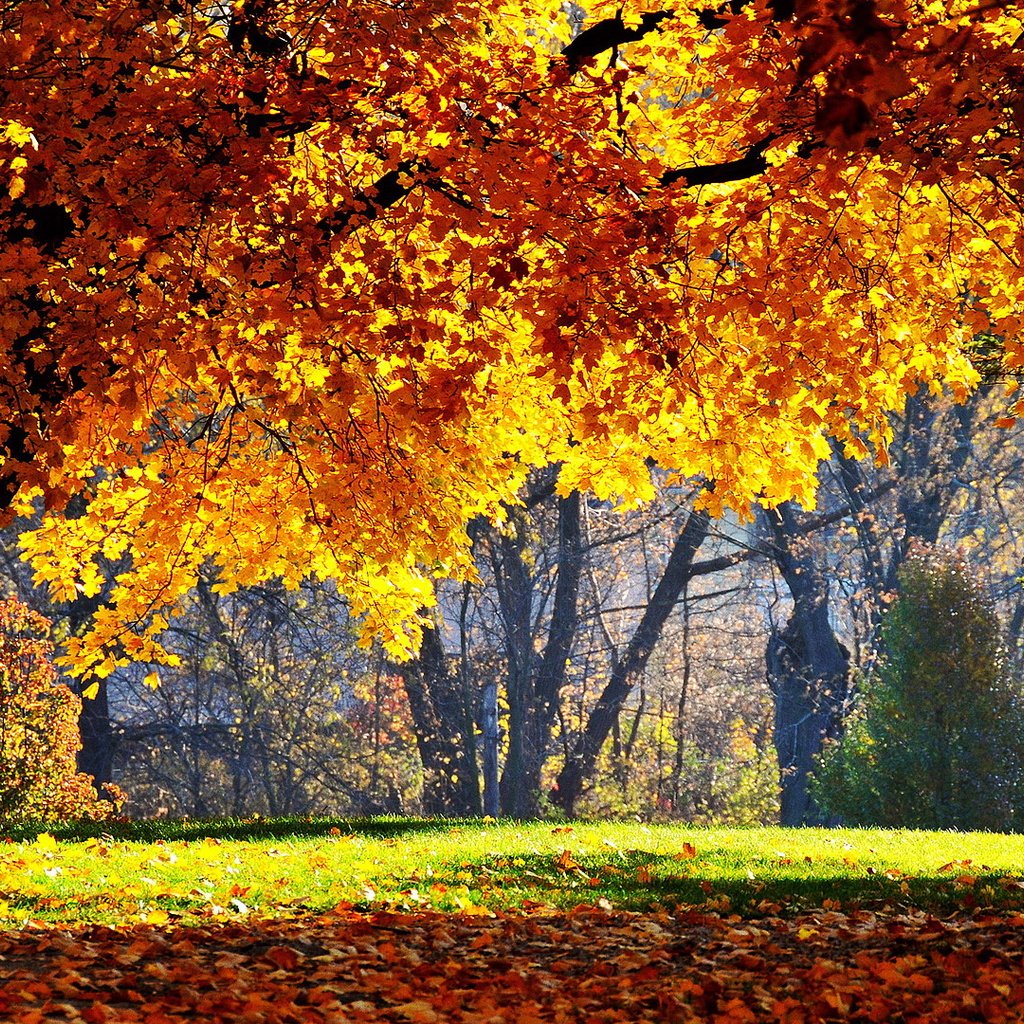 Обои деревья, природа, листья, парк, осень, листопад, trees, nature, leaves, park, autumn, falling leaves разрешение 1920x1080 Загрузить