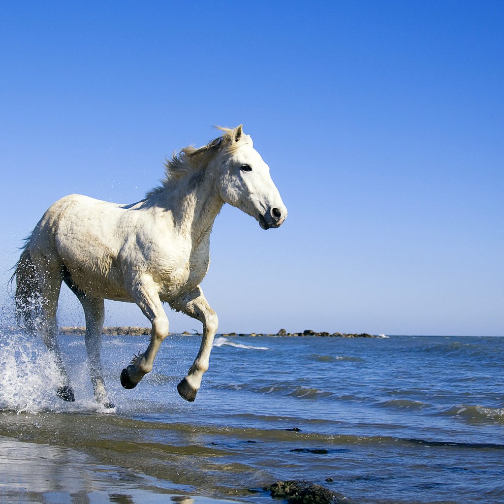 Обои лошадь, вода, берег, море, конь, horse, water, shore, sea разрешение 1920x1200 Загрузить