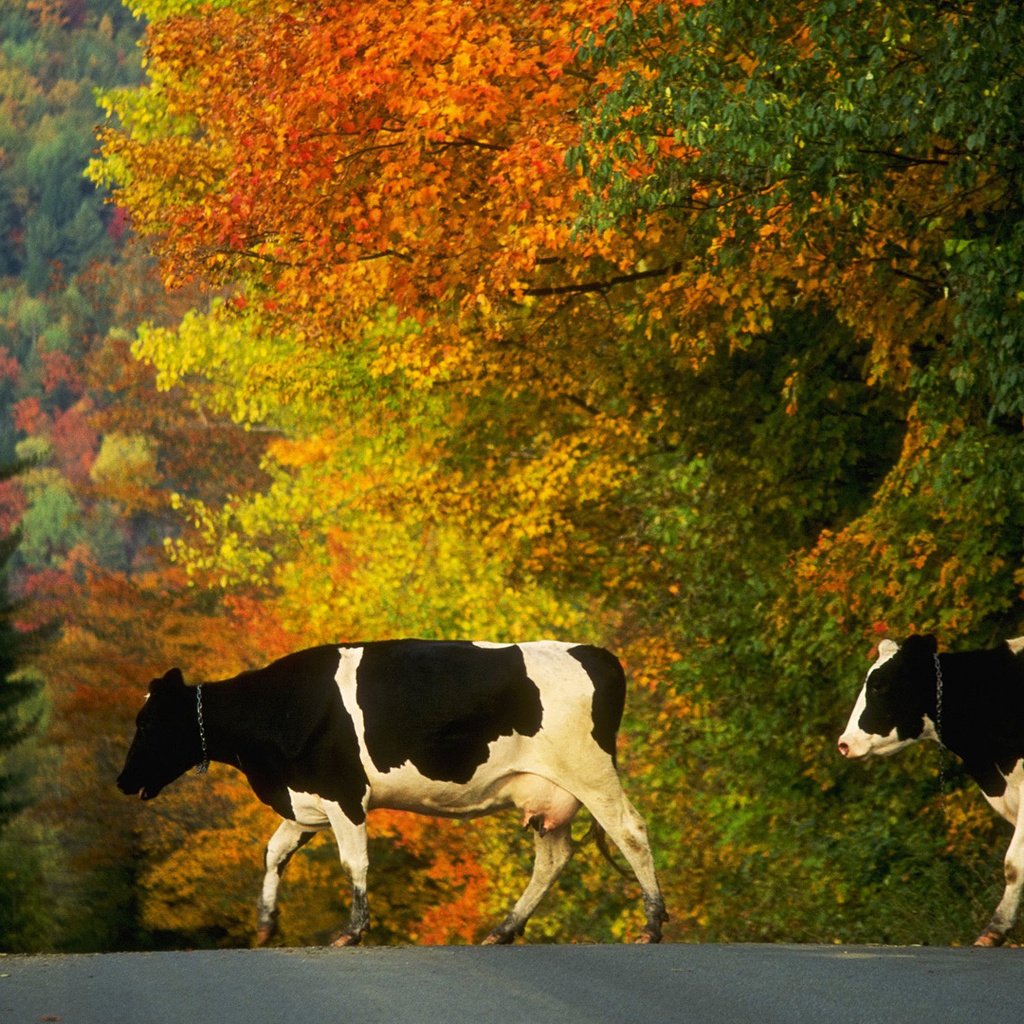 Обои дорога, деревья, осень, коровы, домашний скот, road, trees, autumn, cows, livestock разрешение 1920x1080 Загрузить