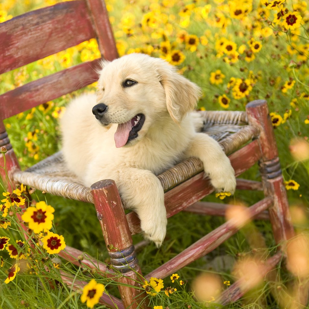 Обои цветы, природа, поле, собака, стул, щенок, золотистый ретривер, flowers, nature, field, dog, chair, puppy, golden retriever разрешение 1920x1080 Загрузить