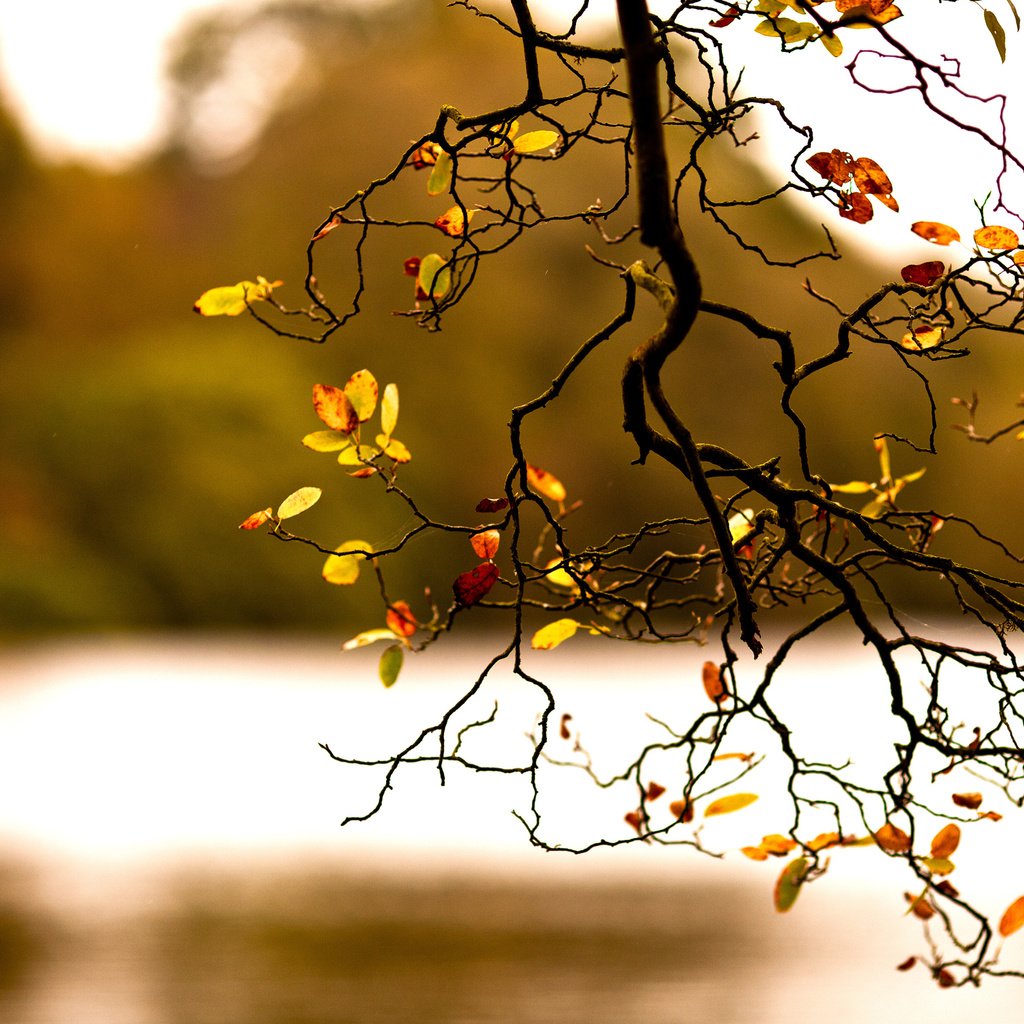Обои ветка, природа, дерево, осень, branch, nature, tree, autumn разрешение 2560x1600 Загрузить
