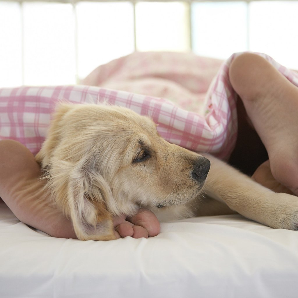 Почему собака лижет кровать