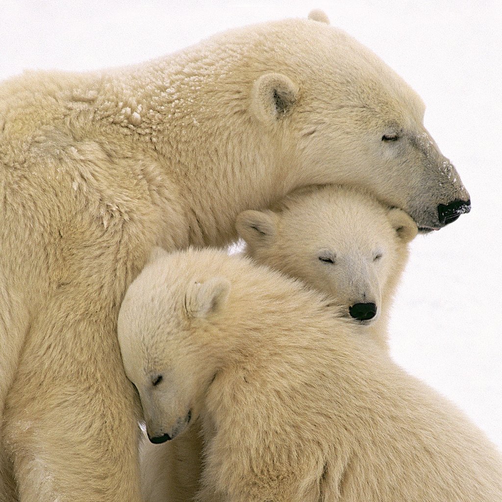 Обои животные, полярный медведь, семья, медведи, белый медведь, медвежонок, медвежата, animals, polar bear, family, bears, bear разрешение 1920x1080 Загрузить