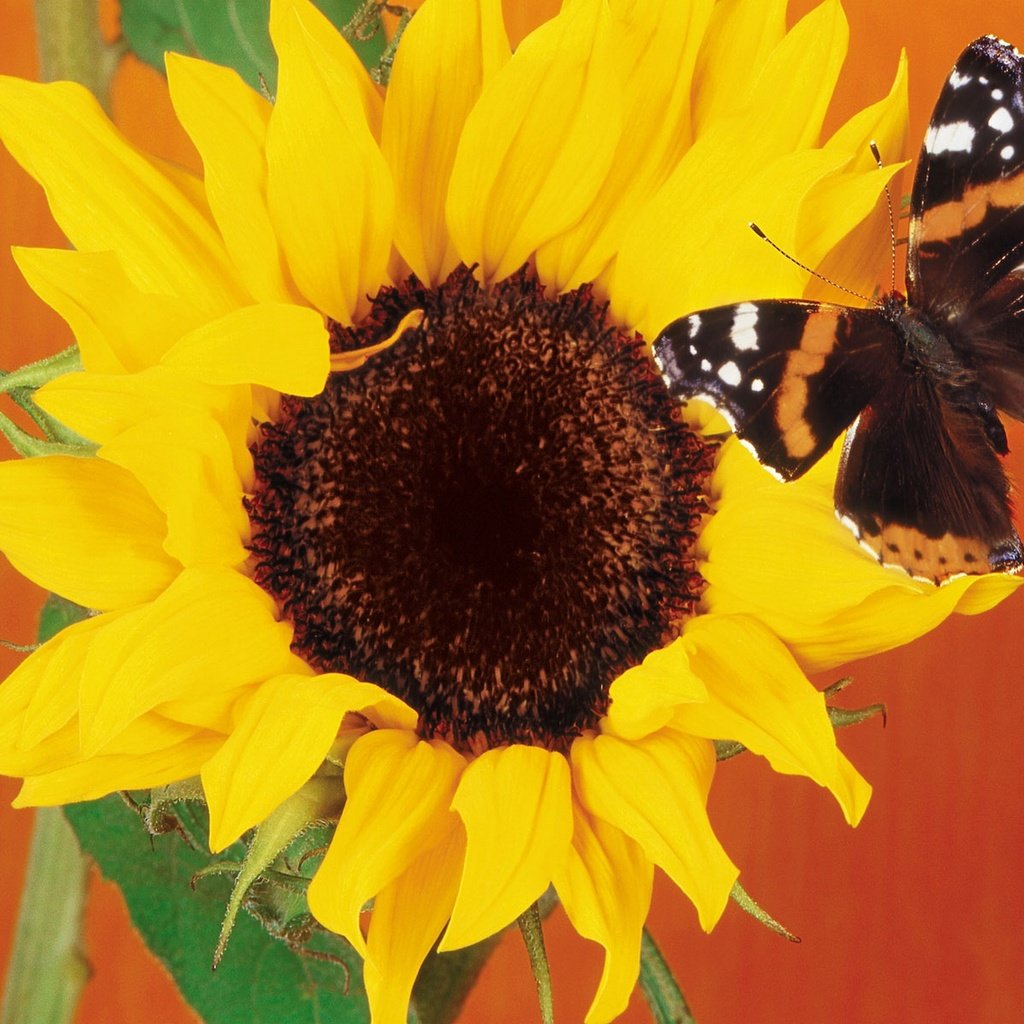 Обои бабочка, подсолнух, butterfly, sunflower разрешение 1920x1440 Загрузить