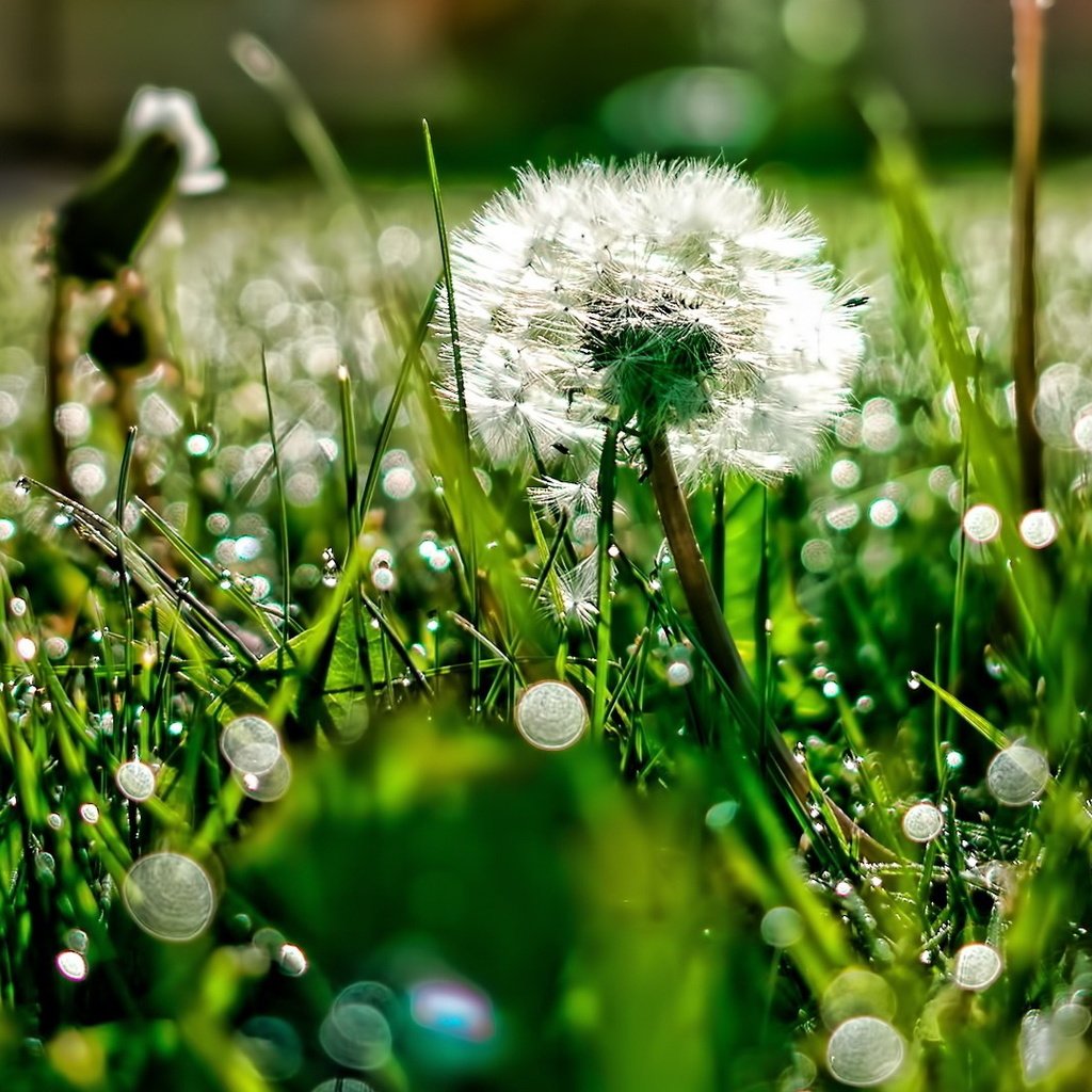 Обои свет, трава, роса, блики, поляна, одуванчик, light, grass, rosa, glare, glade, dandelion разрешение 1920x1080 Загрузить