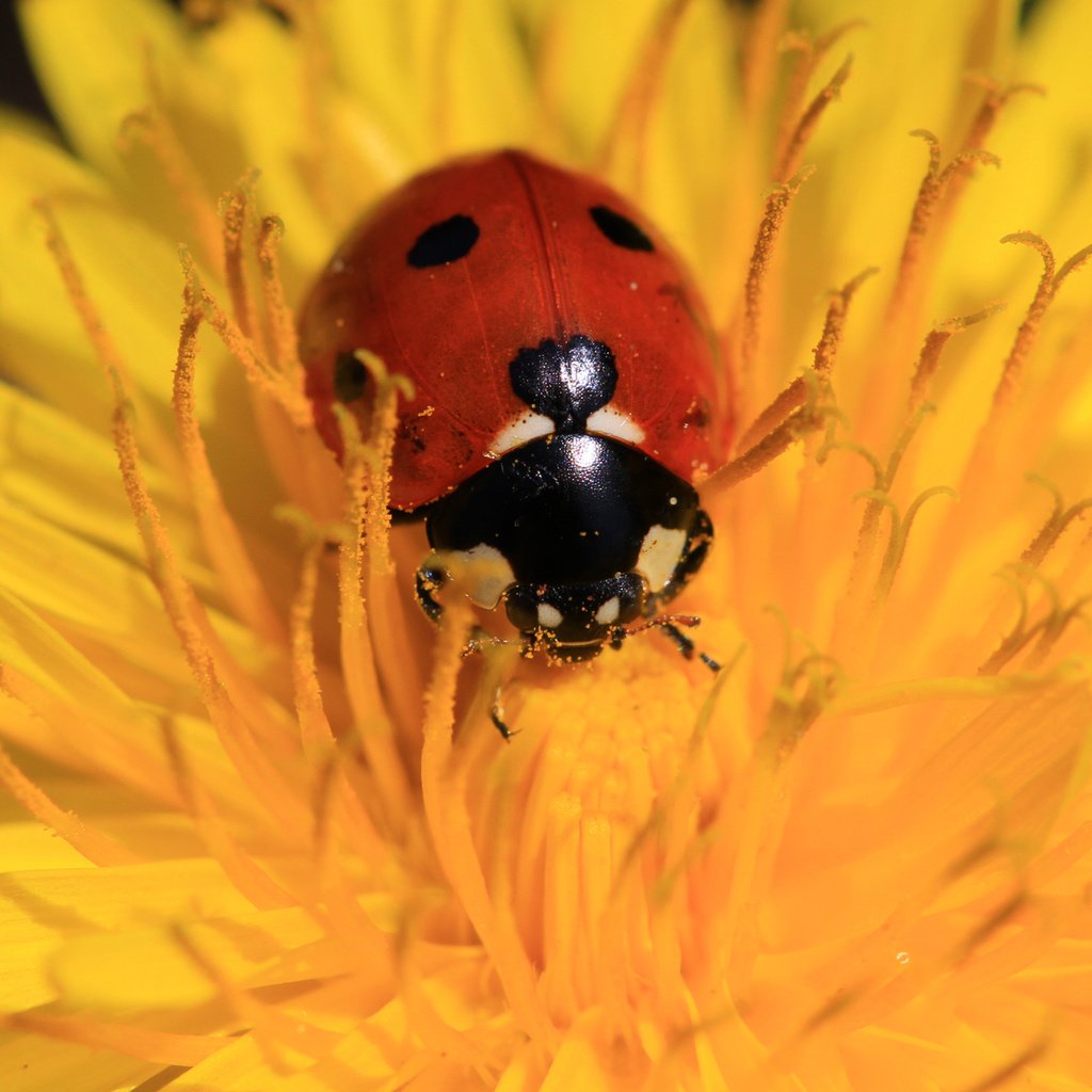 Обои жук, насекомое, цветок, божья коровка, одуванчик, beetle, insect, flower, ladybug, dandelion разрешение 1920x1200 Загрузить