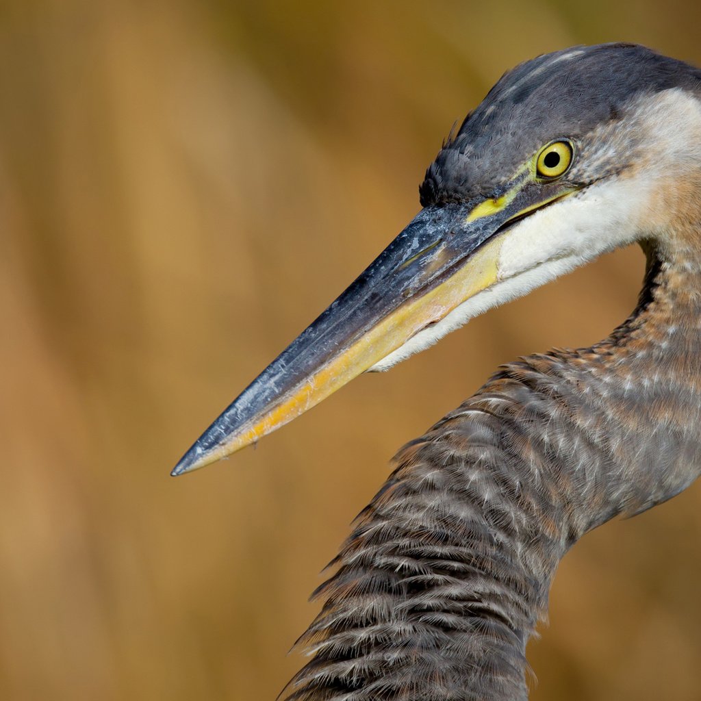 Обои птица, клюв, шея, цапля, bird, beak, neck, heron разрешение 1920x1200 Загрузить