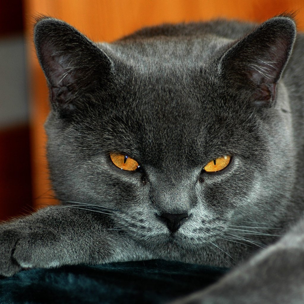 фото кота серого цвета