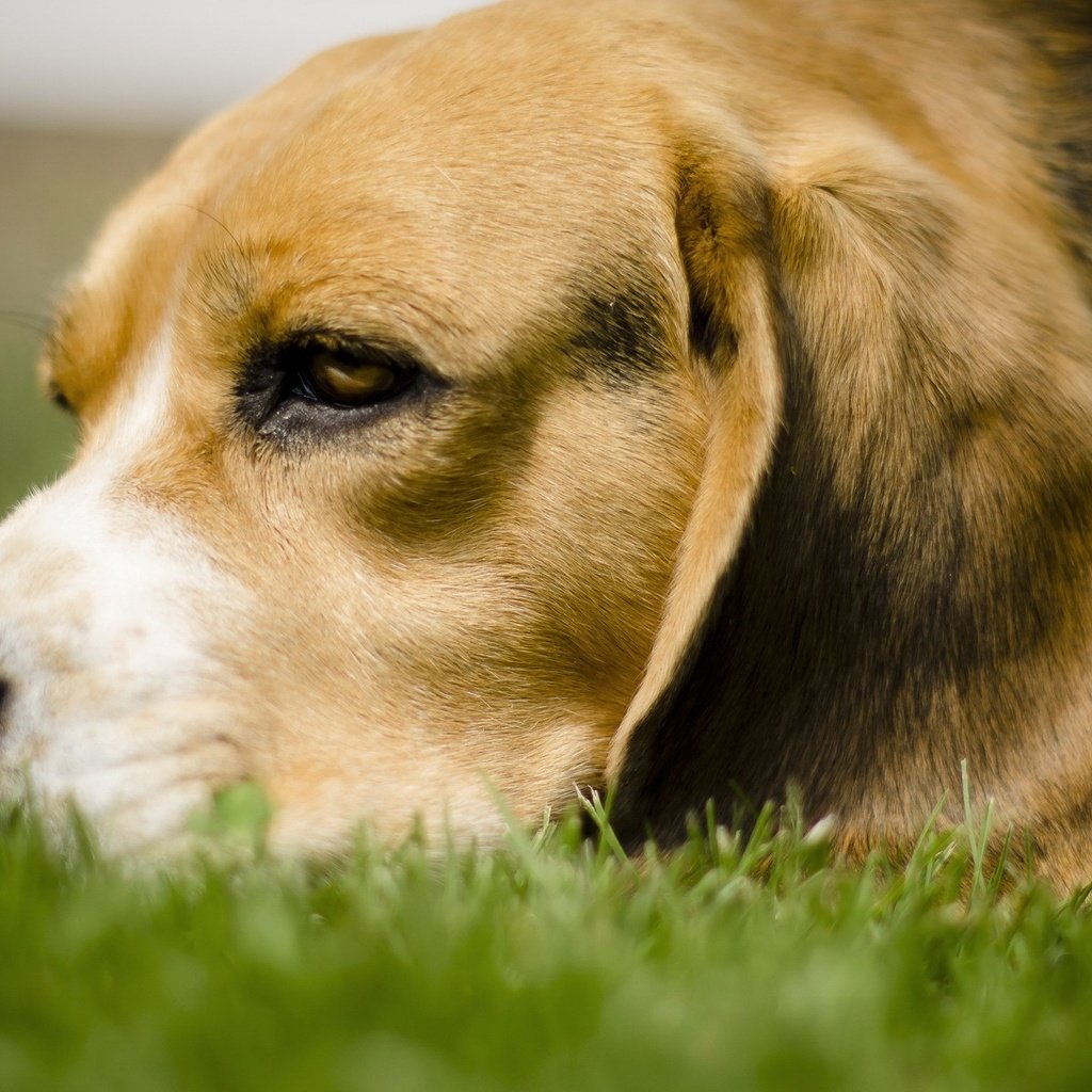Обои трава, собака, лежит, бигль, грустная собачка, grass, dog, lies, beagle, sad dog разрешение 1920x1200 Загрузить