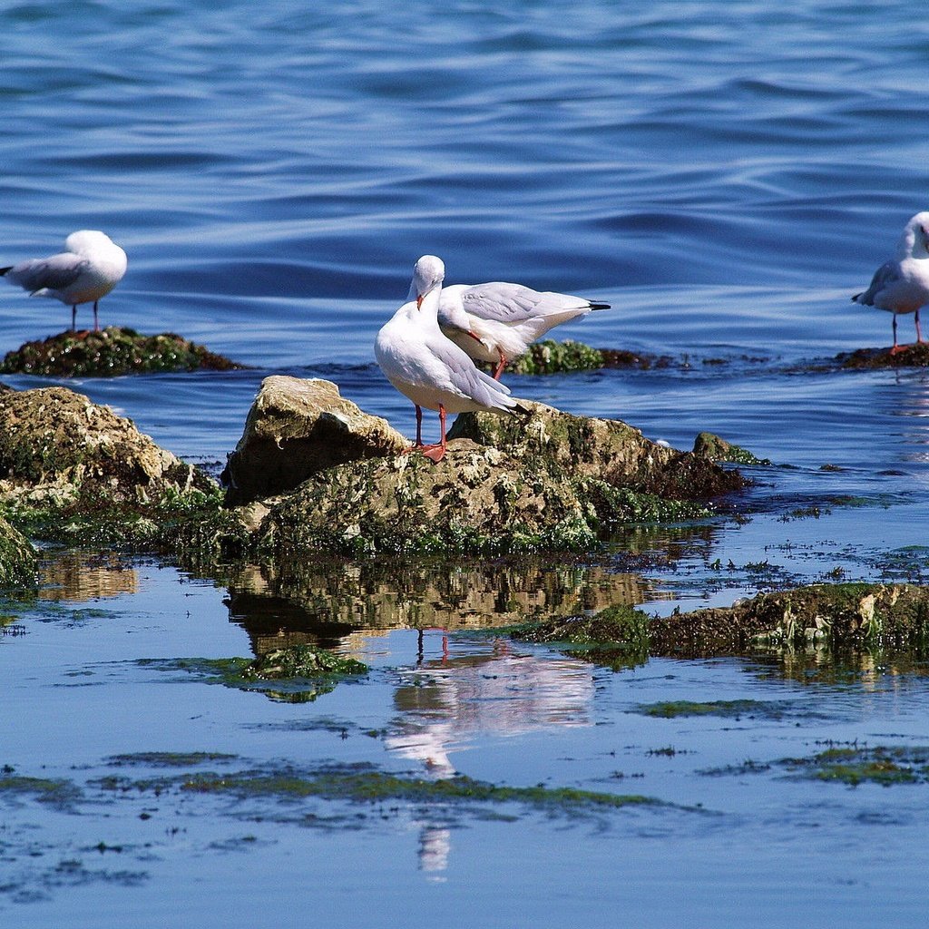 Обои вода, камни, море, птицы, чайки, water, stones, sea, birds, seagulls разрешение 1920x1200 Загрузить