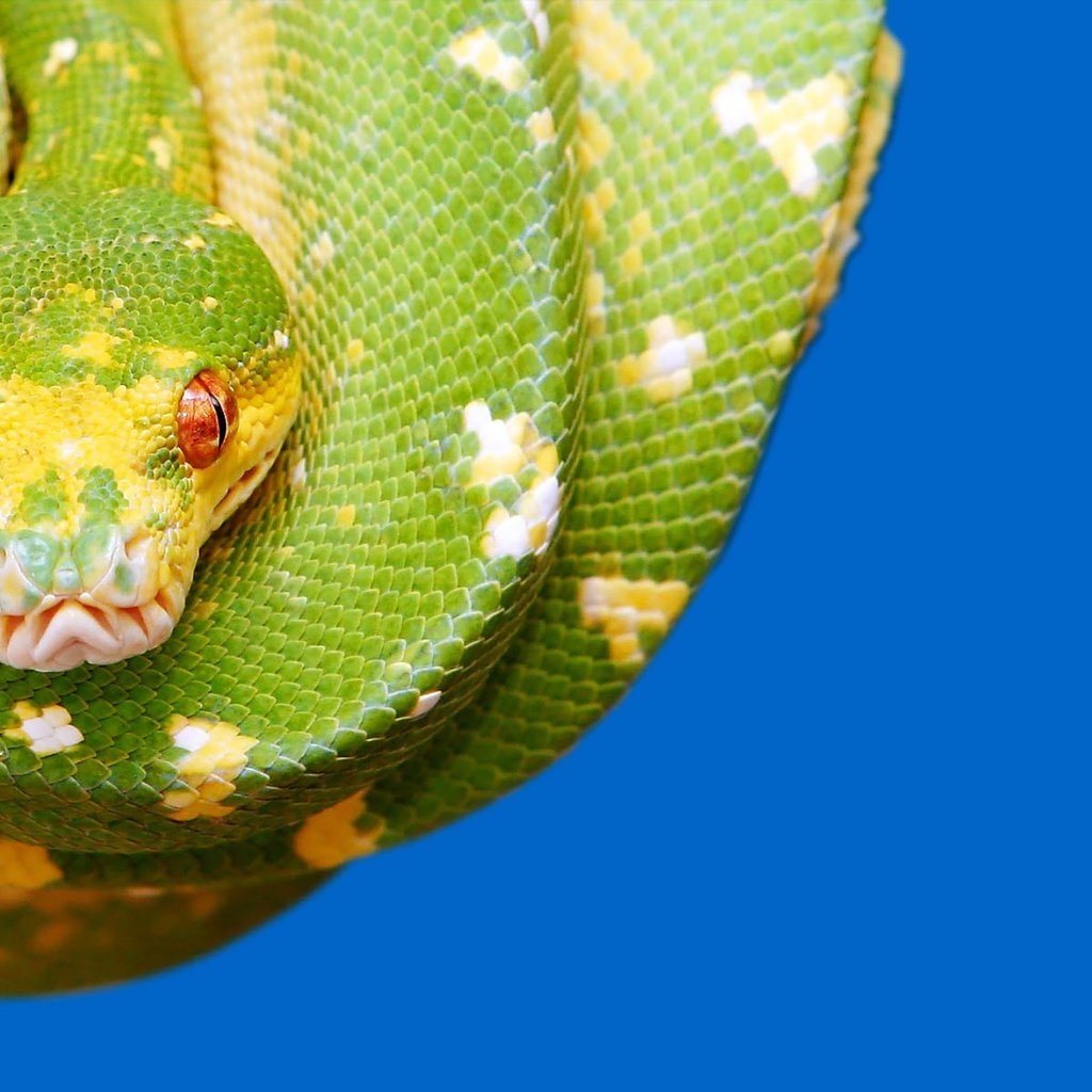 Обои глаза, красные, змея, зеленая, синий фон, рептилия, eyes, red, snake, green, blue background, reptile разрешение 1920x1200 Загрузить