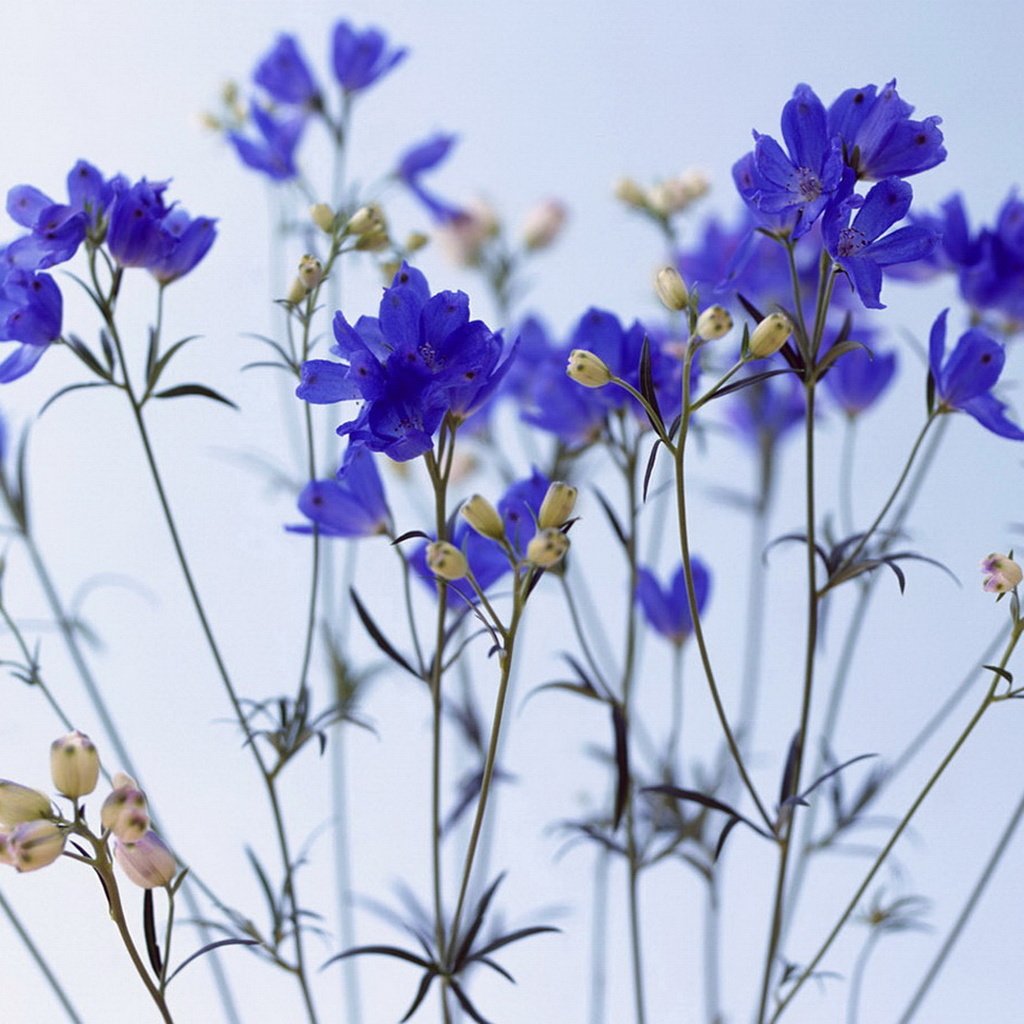 Обои цветы, синее, васильки, flowers, blue, cornflowers разрешение 1920x1080 Загрузить