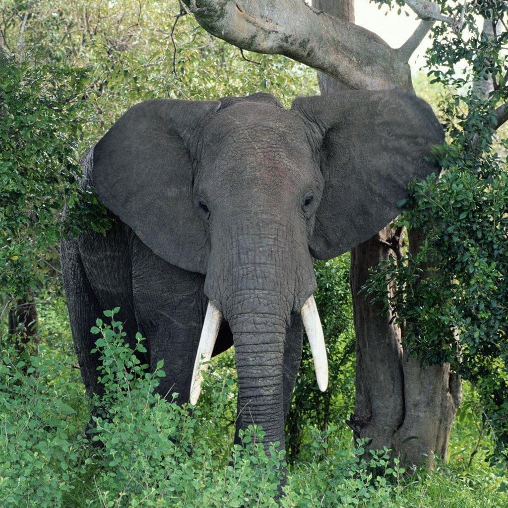 Обои природа, слон, уши, хобот, бивни, африканский слон, nature, elephant, ears, trunk, tusks, african elephant разрешение 1920x1200 Загрузить