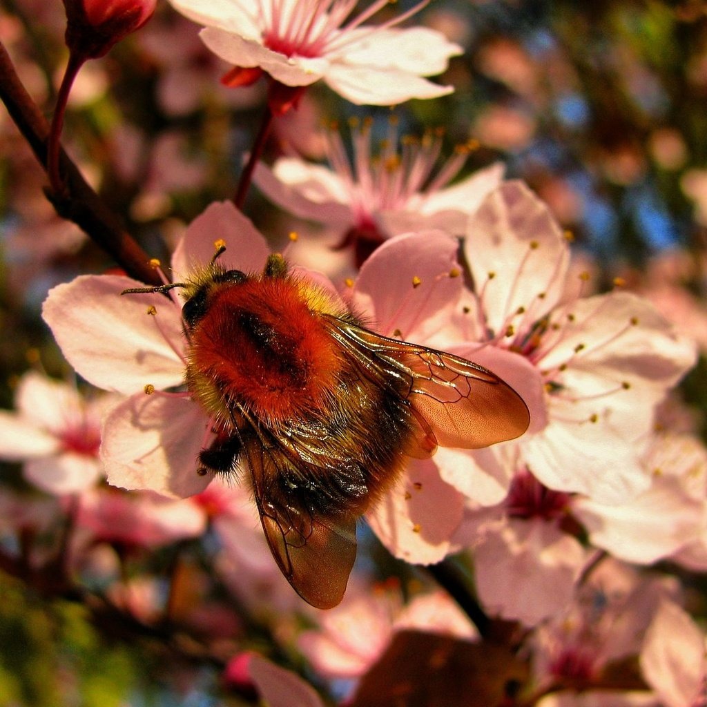Обои цветы, насекомое, весна, пчела, шмель, flowers, insect, spring, bee, bumblebee разрешение 1920x1200 Загрузить
