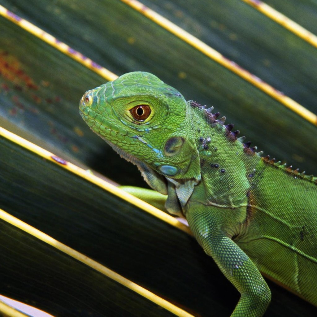 Обои природа, макро, ящерица, зеленая, ящерка, игуана, nature, macro, lizard, green, iguana разрешение 1920x1200 Загрузить