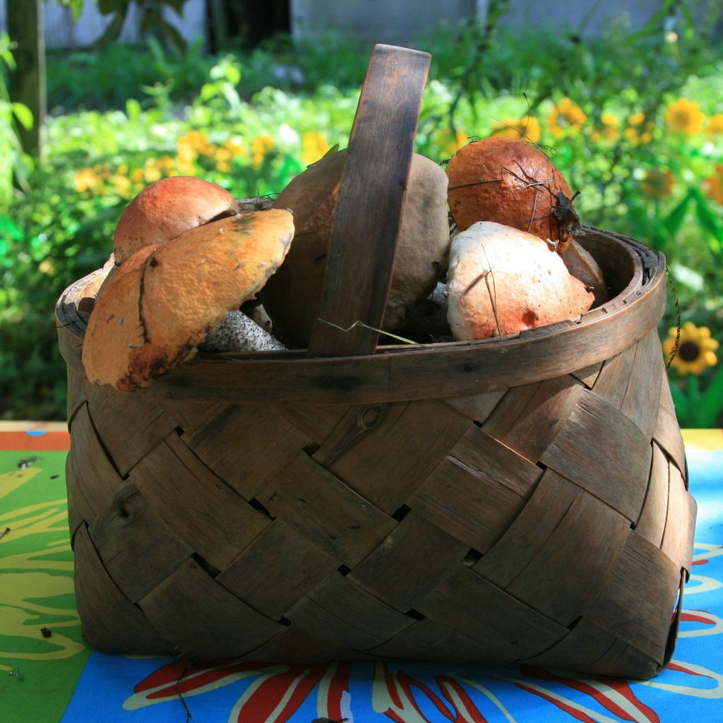 Обои природа, осень, грибы, корзина, грибы в лукошке, nature, autumn, mushrooms, basket, mushrooms in a basket разрешение 1920x1280 Загрузить