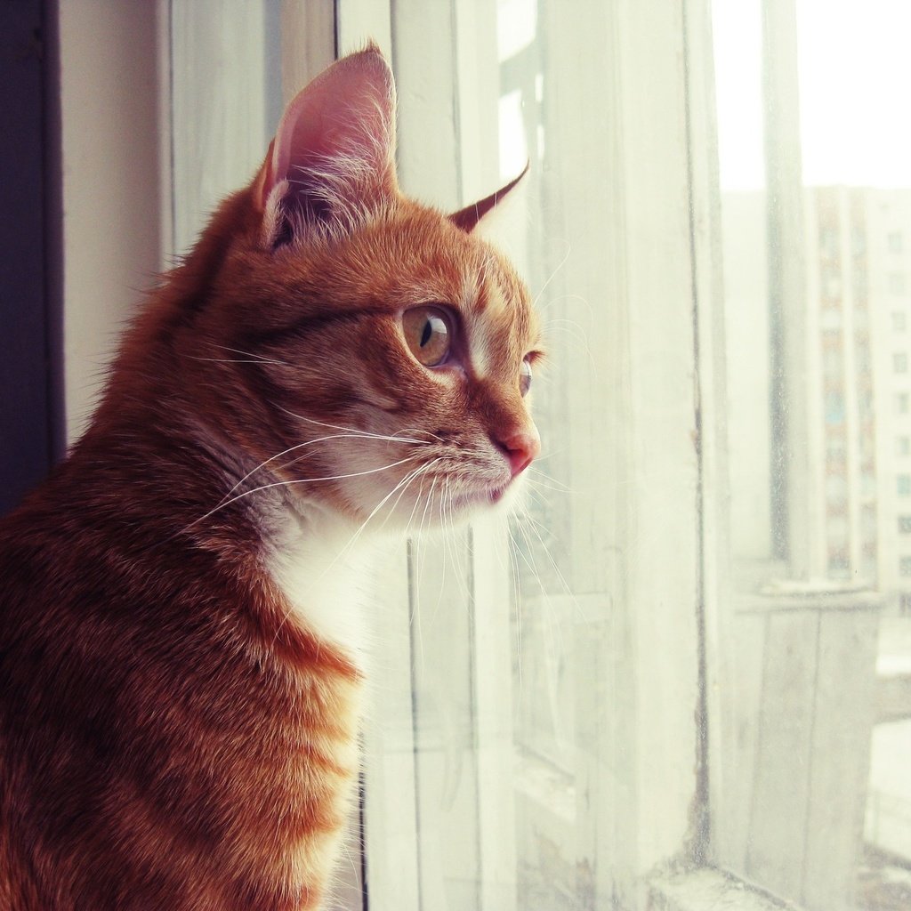 Обои кот, смотрит, сидит, окно, рыжий, рыжик, котик, скучаю, cat, looks, sitting, window, red, ginger, miss разрешение 1920x1440 Загрузить