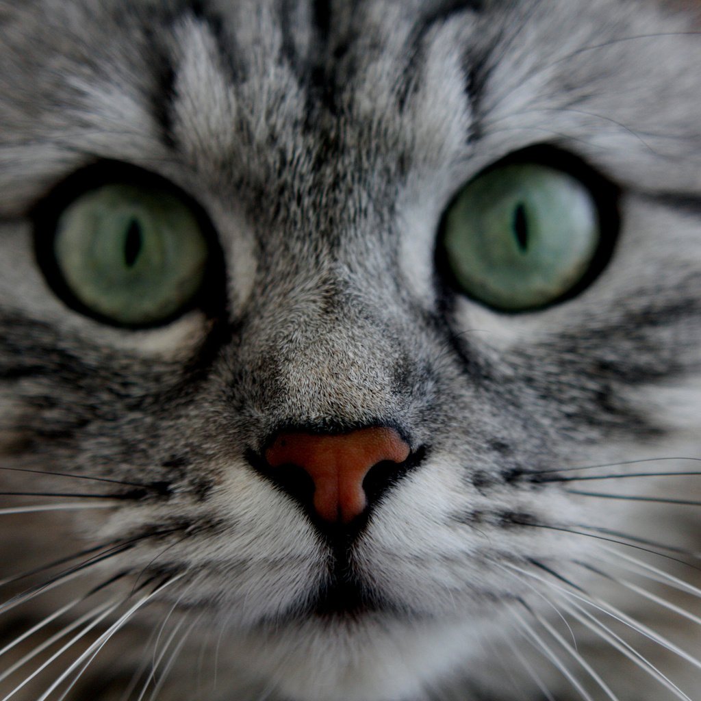 Обои глаза, морда, кот, кошка, пушистый, серый, усики, полосатый котик, eyes, face, cat, fluffy, grey, antennae, striped cat разрешение 1920x1280 Загрузить