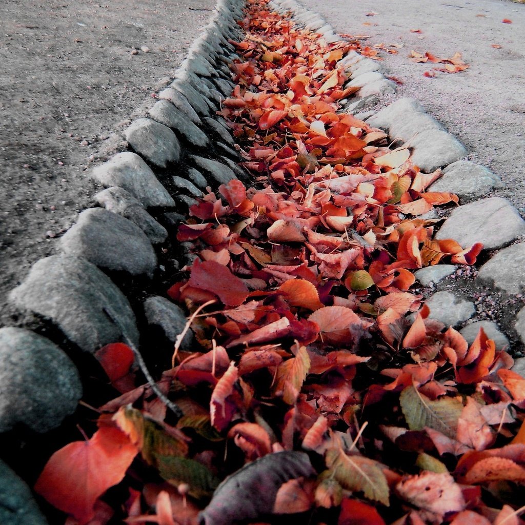 Обои камни, листья, макро, осень, колея, ров, stones, leaves, macro, autumn, track, ditch разрешение 1920x1319 Загрузить