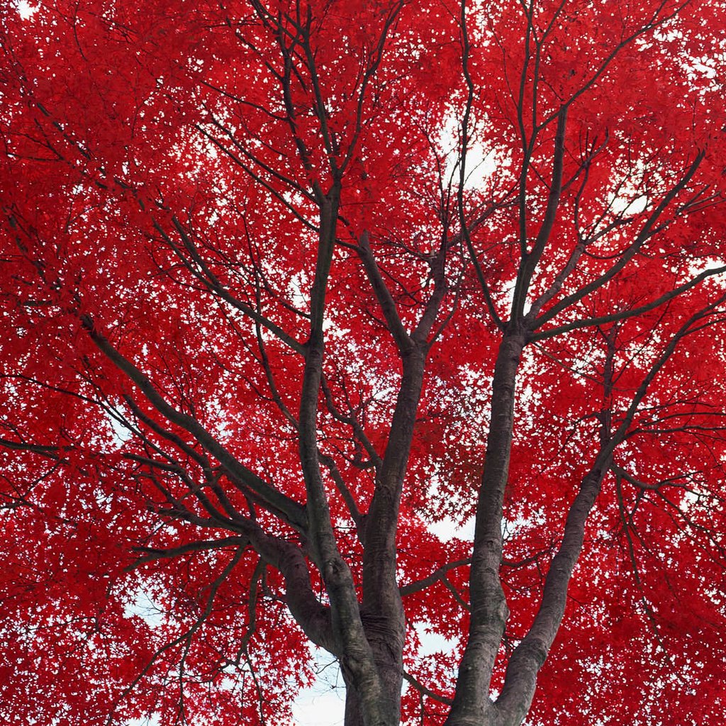 Обои дерево, листья, осень, красные, tree, leaves, autumn, red разрешение 1920x1200 Загрузить