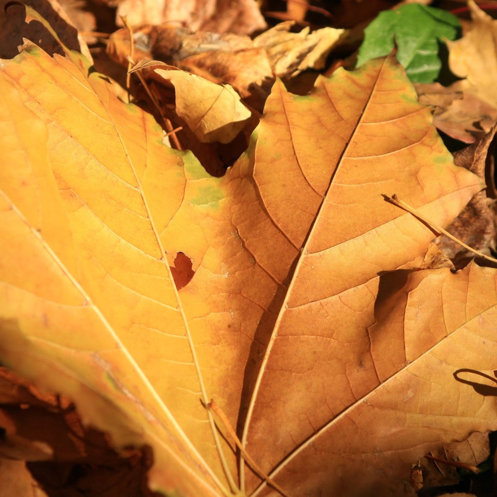 Обои природа, листья, макро, осень, желтые, nature, leaves, macro, autumn, yellow разрешение 1920x1200 Загрузить