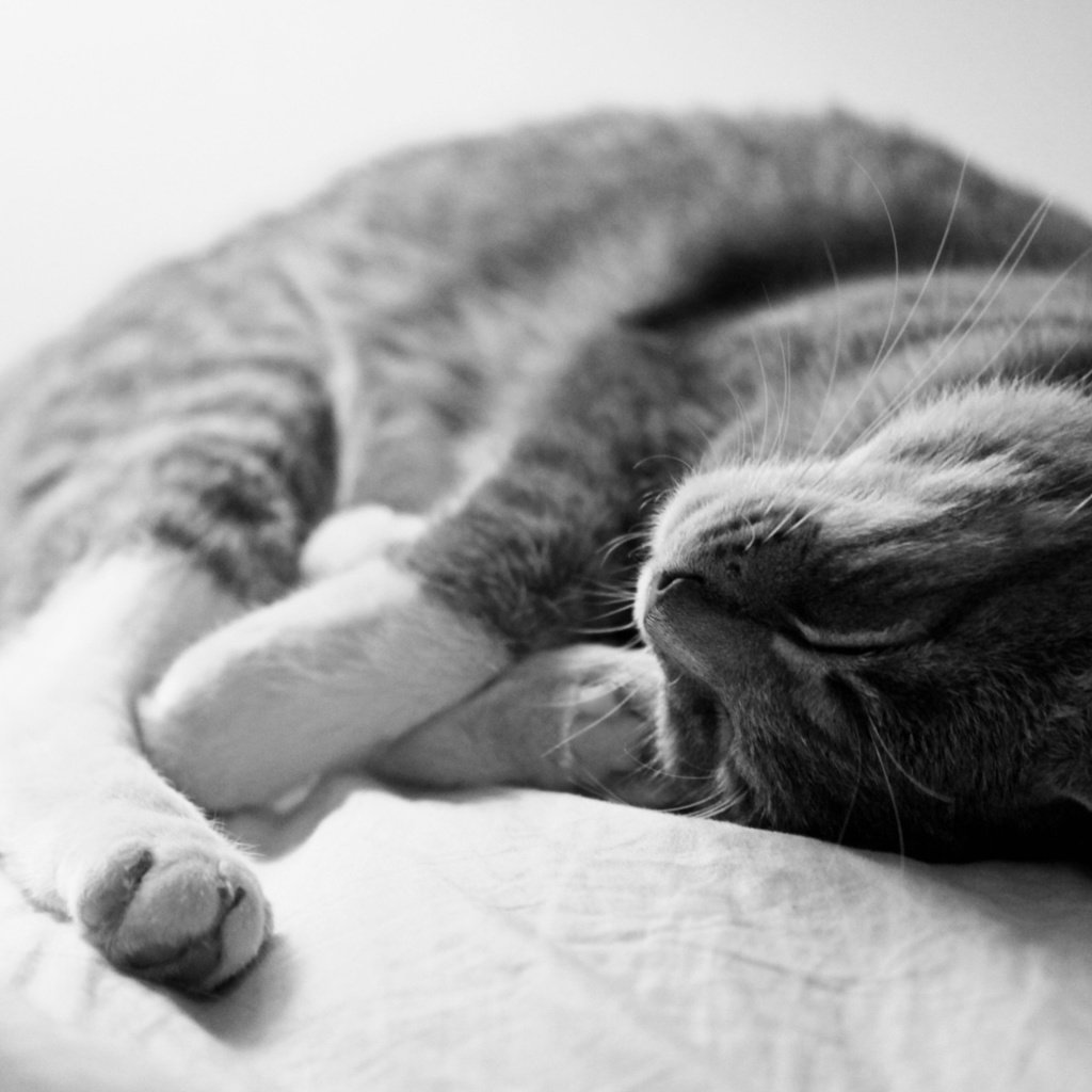 Обои серый кот спит, grey cat sleeping разрешение 1920x1280 Загрузить