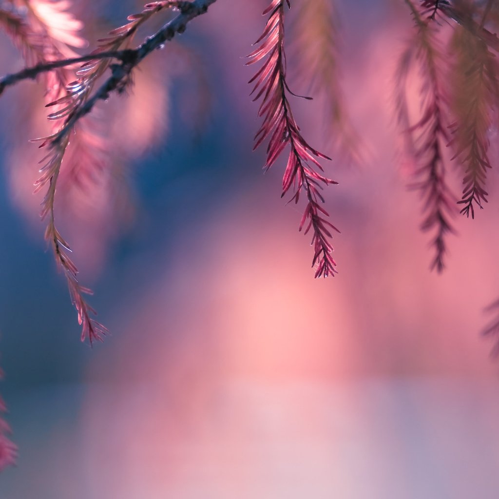 Обои листья, макро, розовый, боке, веточки, leaves, macro, pink, bokeh, twigs разрешение 1920x1277 Загрузить