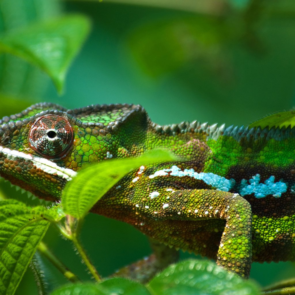 Обои листва, ящерица, зеленая, окрас, хамелеон, яркий, рептилия, foliage, lizard, green, color, chameleon, bright, reptile разрешение 1920x1080 Загрузить