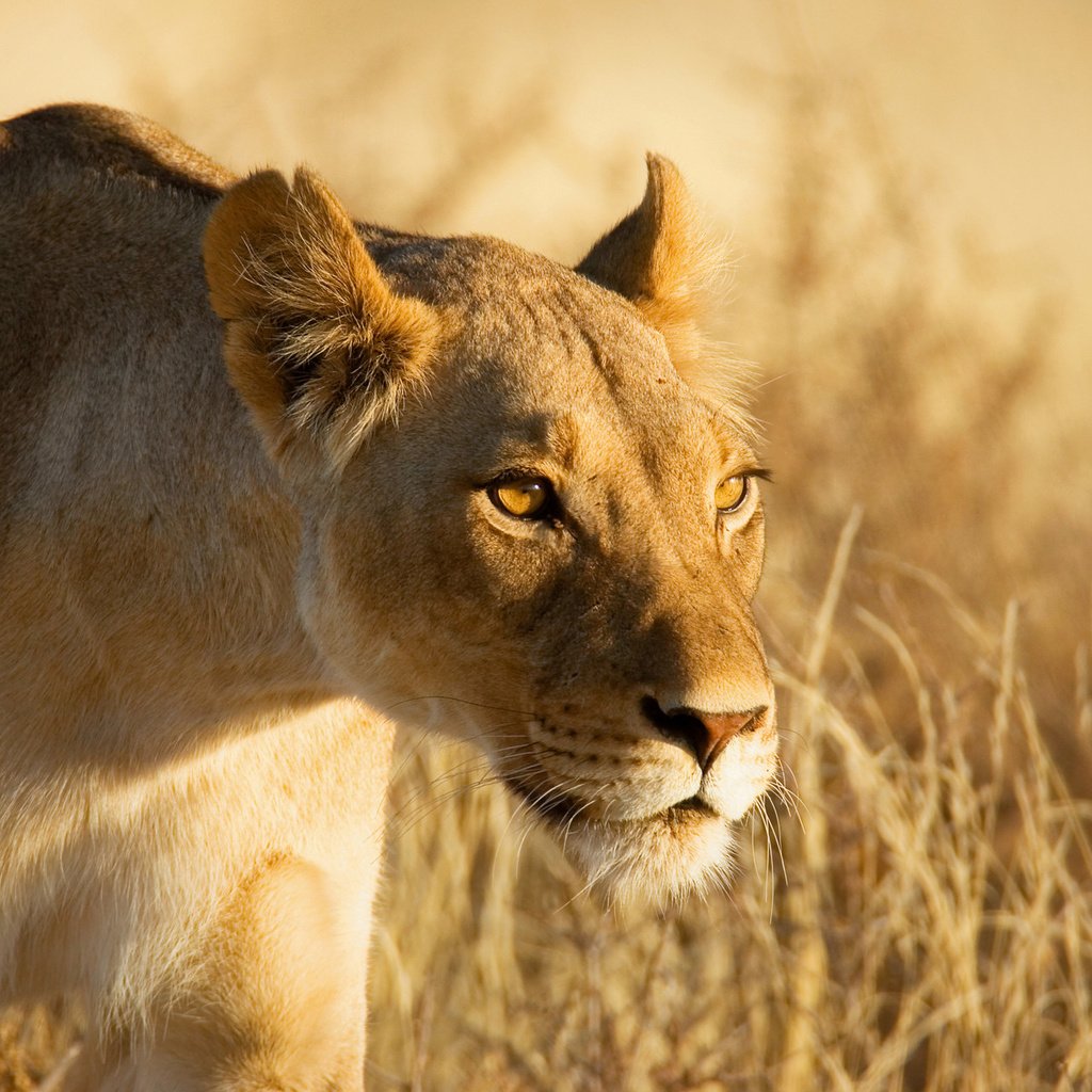 Обои морда, взгляд, лев, охота, львица, львица на охоте, face, look, leo, hunting, lioness, lioness on the hunt разрешение 1920x1280 Загрузить