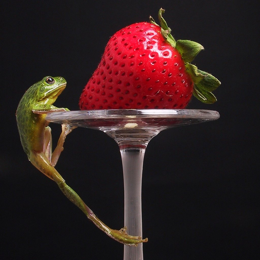 Обои клубника, лягушка, strawberry, frog разрешение 1920x1200 Загрузить