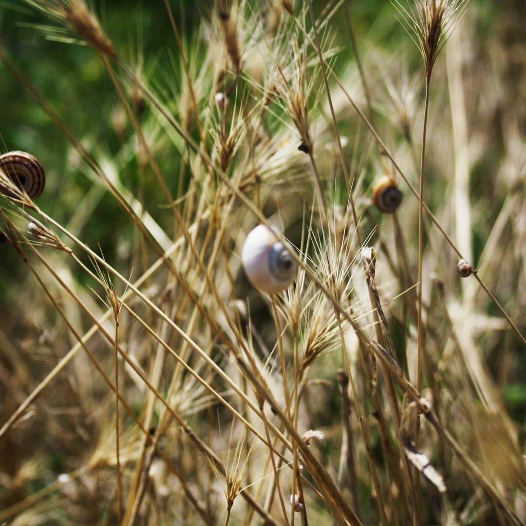 Обои трава, насекомые, колоски, улитки, grass, insects, spikelets, snails разрешение 1920x1280 Загрузить