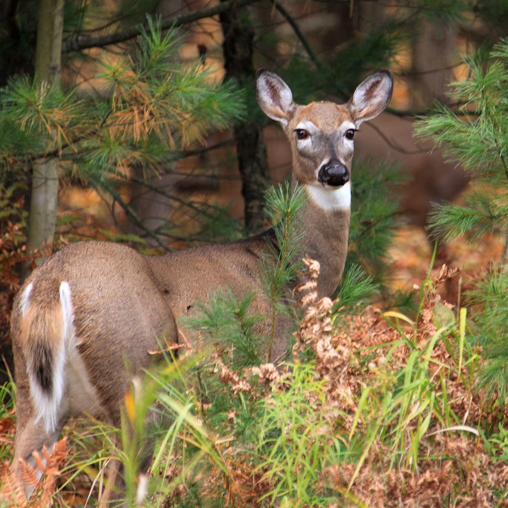 Обои лес, олень, forest, deer разрешение 1920x1200 Загрузить