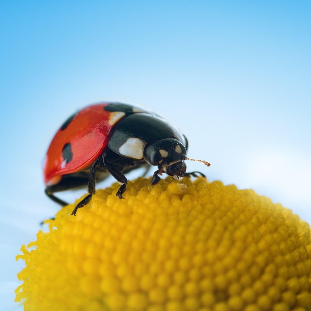 Обои небо, макро, цветок, насекомые, божья коровка, the sky, macro, flower, insects, ladybug разрешение 1920x1280 Загрузить