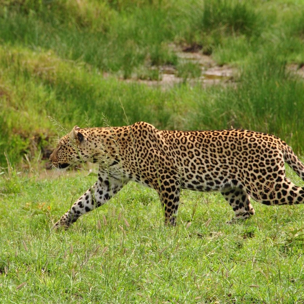 Обои трава, леопард, хищник, дикая кошка, крадётся, красивый леопард, grass, leopard, predator, wild cat, sneaks, beautiful leopard разрешение 1920x1285 Загрузить