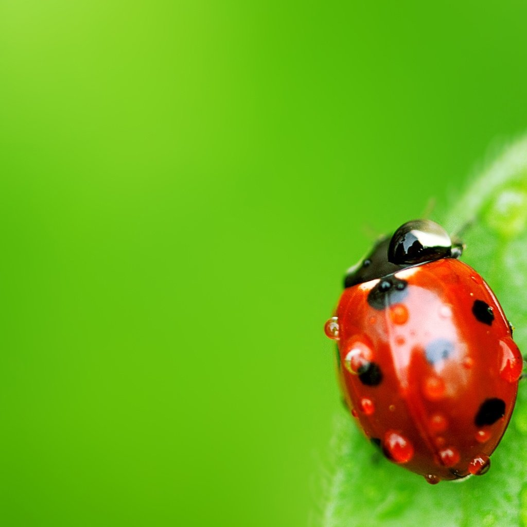 Обои макро, роса, капли, лист, насекомые, божья коровка, macro, rosa, drops, sheet, insects, ladybug разрешение 1920x1080 Загрузить