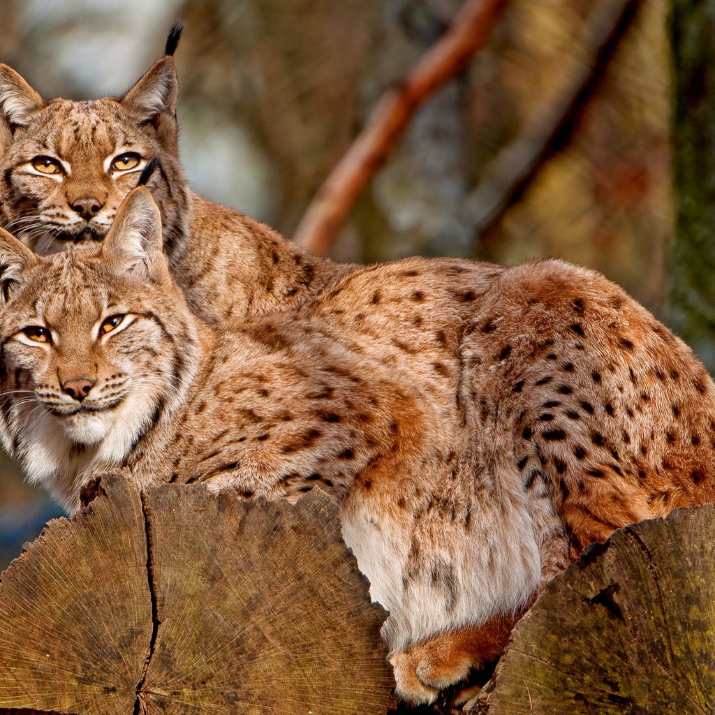 Обои рысь, на дереве, кисточки, две, две рыси, lynx, on the tree, brush, two, two lynx разрешение 1920x1280 Загрузить