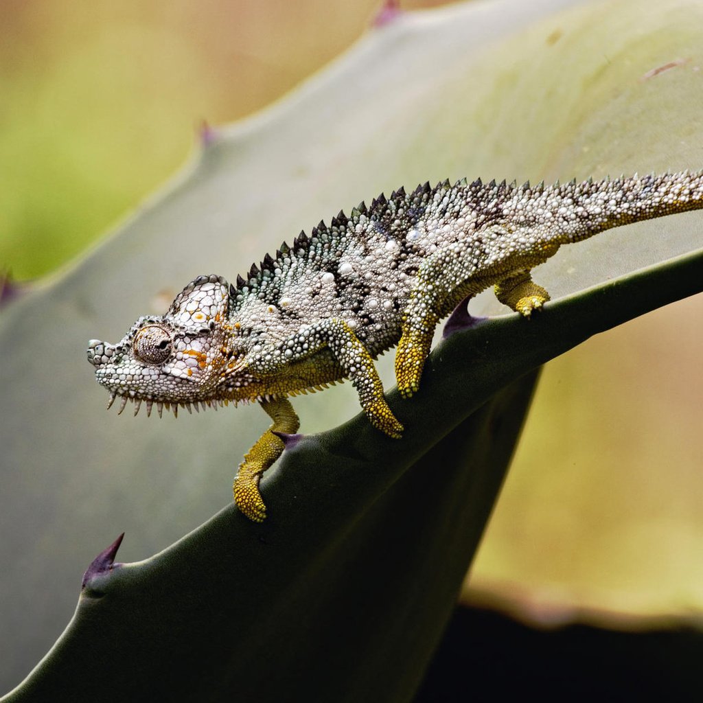 Обои лист, ящерица, колючки, растение, хамелеон, sheet, lizard, barb, plant, chameleon разрешение 1920x1200 Загрузить