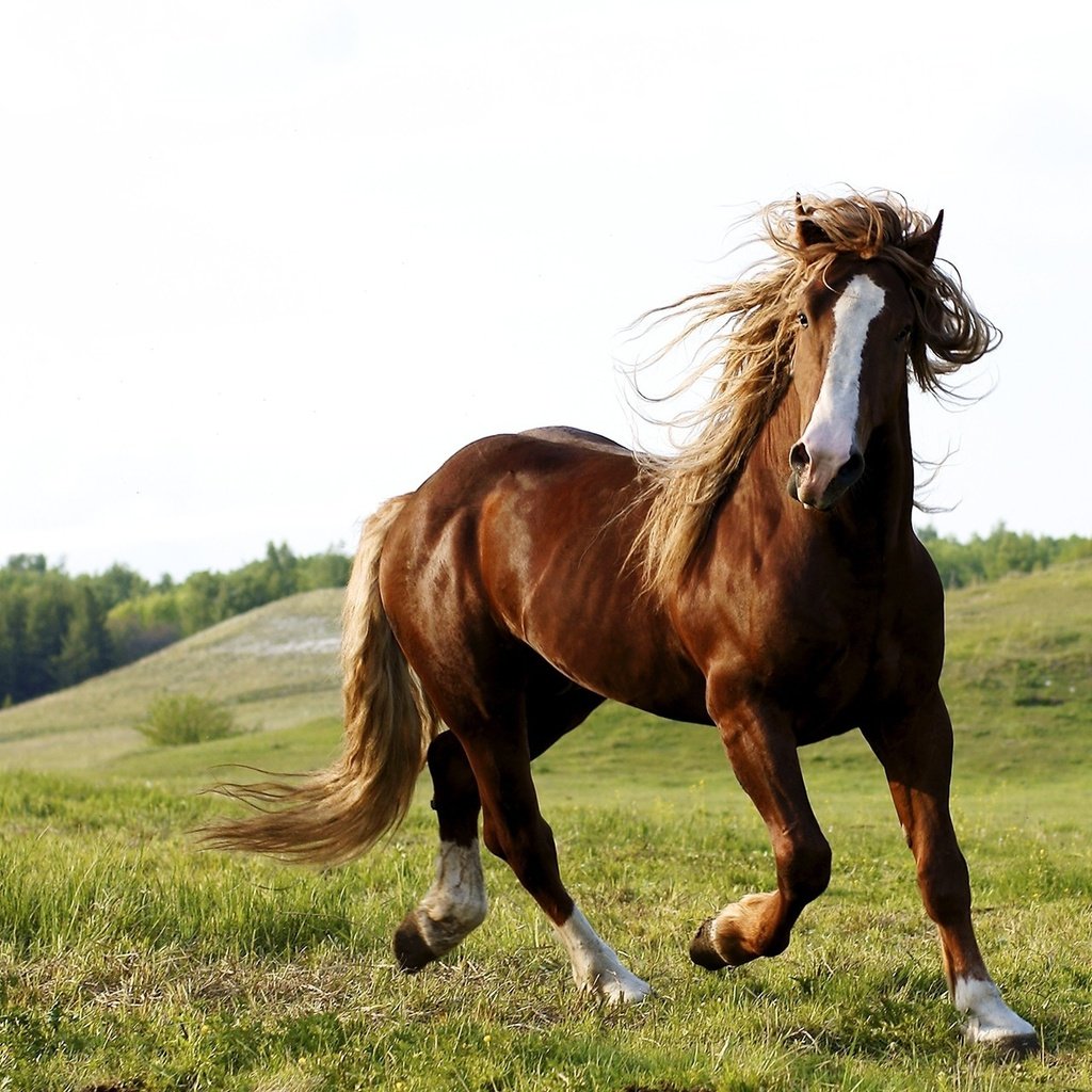 Обои лошадь, природа, конь, грива, копыта, конь в поле, horse, nature, mane, hooves, horse in field разрешение 1920x1280 Загрузить