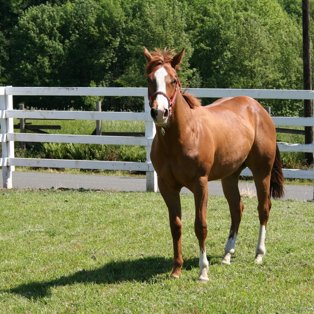 Обои лошадь, трава, ограждение, конь, загон, лошадь в загоне, horse, grass, the fence, corral, the horse in the paddock разрешение 1920x1280 Загрузить