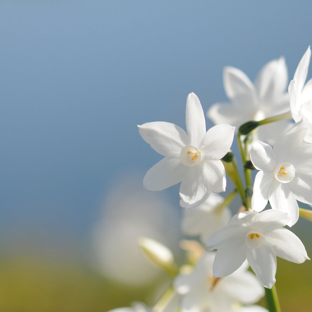 Обои белый, нарцисс, white, narcissus разрешение 1920x1275 Загрузить