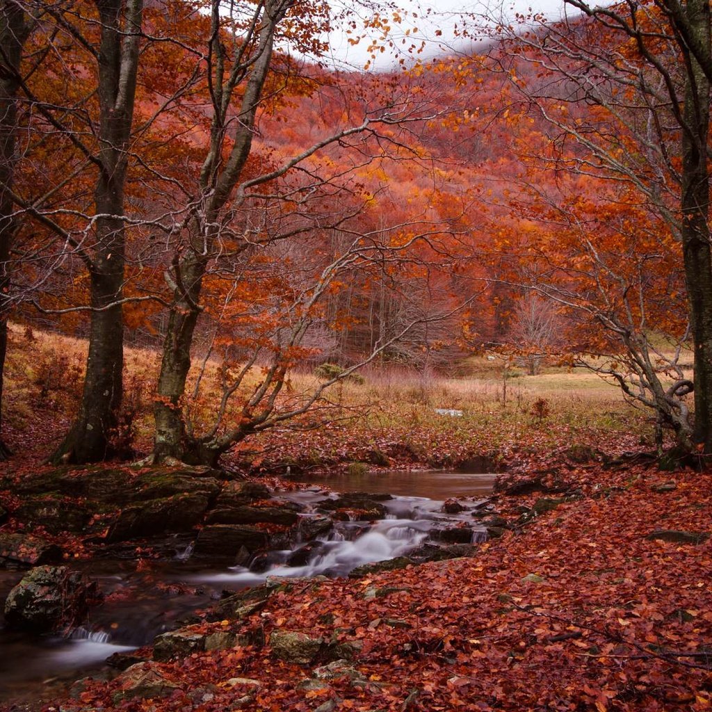 Обои лес, ручей, осень, forest, stream, autumn разрешение 1920x1200 Загрузить