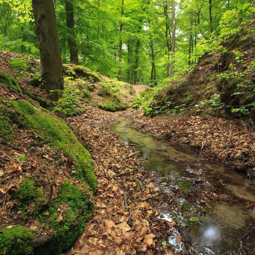Обои лес, ручей, forest, stream разрешение 1920x1200 Загрузить