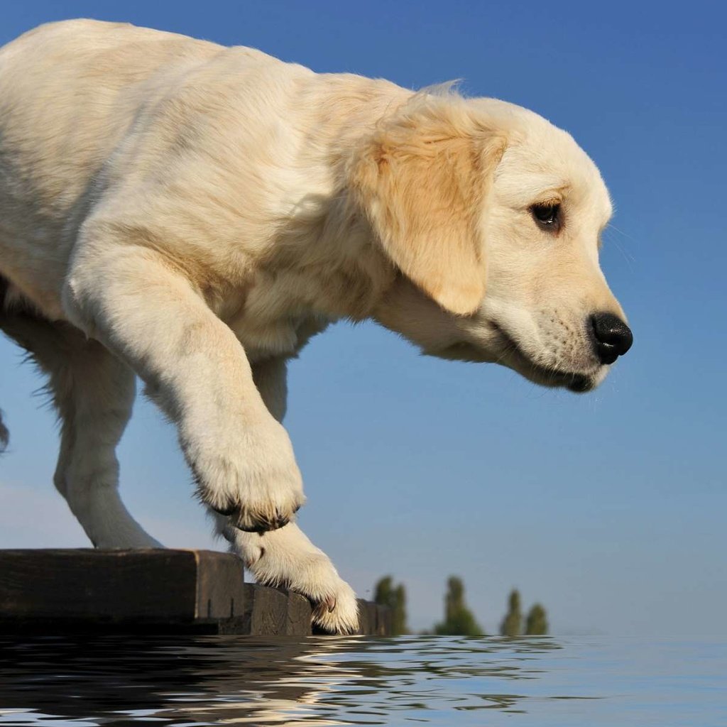 Обои вода, мостик, собака, щенок, лапа, ретривер, золотистый ретривер, water, the bridge, dog, puppy, paw, retriever, golden retriever разрешение 1920x1200 Загрузить