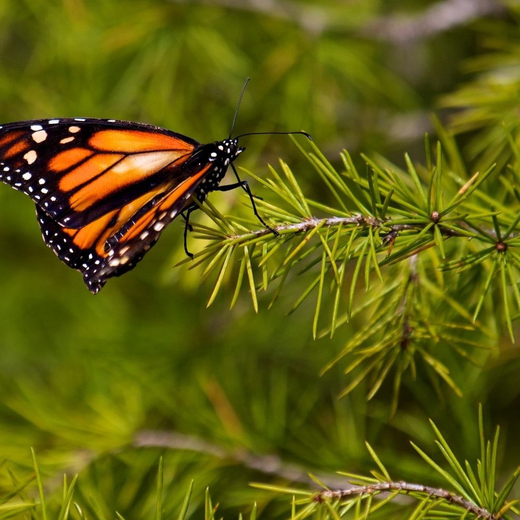 Обои природа, хвоя, насекомое, ветки, бабочка, крылья, монарх, nature, needles, insect, branches, butterfly, wings, monarch разрешение 2560x1600 Загрузить