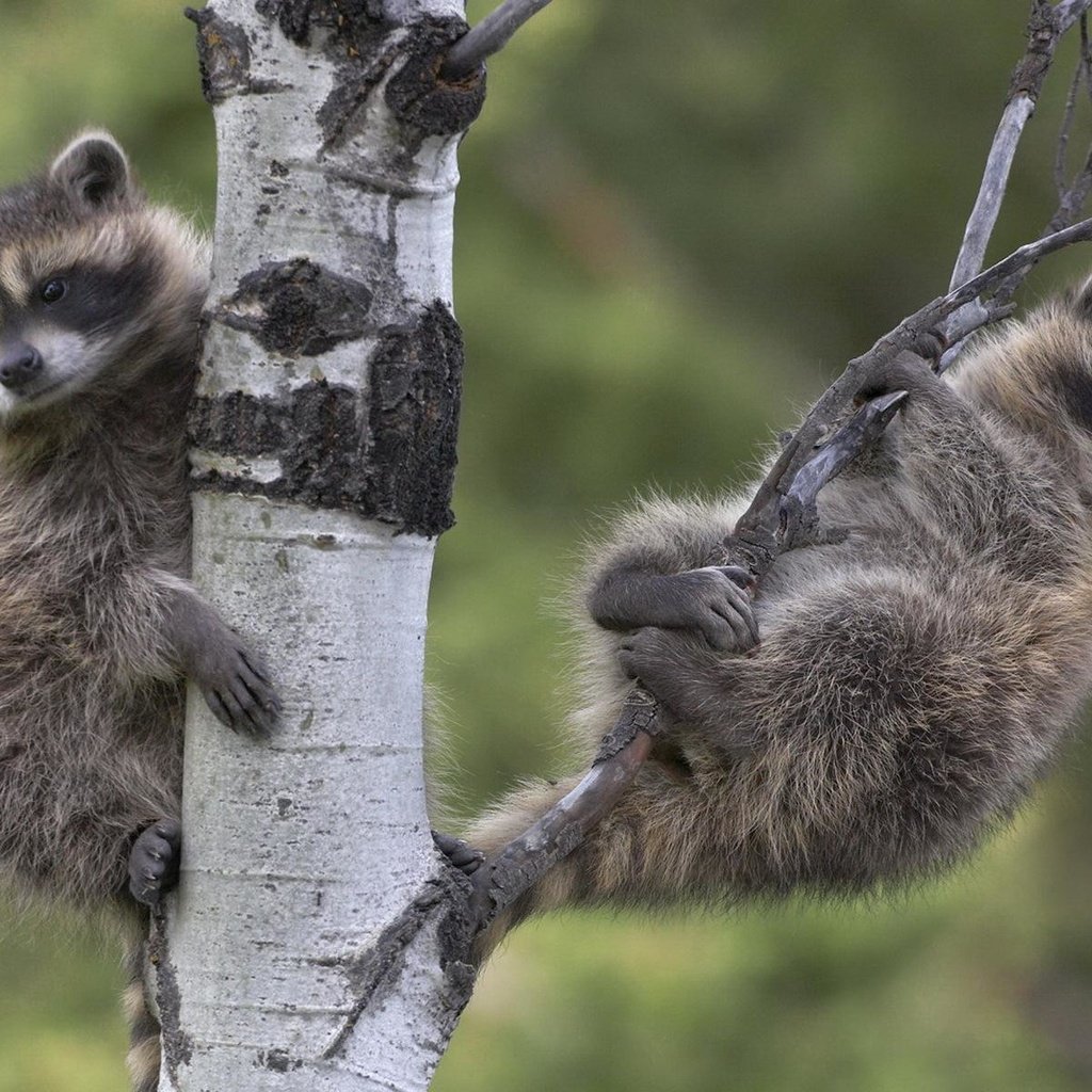 Обои дерево, ветки, два, еноты, енот, енот-полоскун, tree, branches, two, raccoons, raccoon разрешение 1920x1200 Загрузить