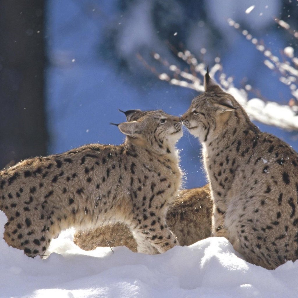 Обои снег, зима, рысь, животные, дикая кошка, рыси, snow, winter, lynx, animals, wild cat разрешение 1920x1200 Загрузить