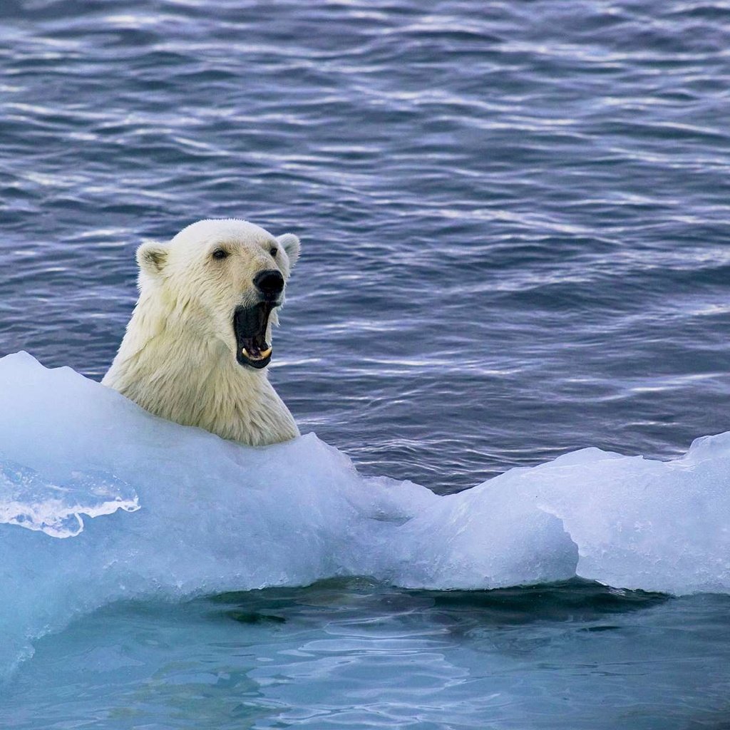 Обои вода, полярный медведь, медведь, белый, белый медведь, льдина, арктика, миша, water, polar bear, bear, white, floe, arctic, mike разрешение 1920x1200 Загрузить