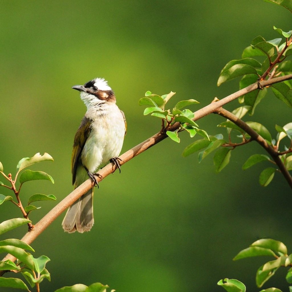 Обои ветка, зелень, листья, фон, птица, маленькая, лапки, жулан, branch, greens, leaves, background, bird, little, legs, red-backed shrike разрешение 1920x1200 Загрузить