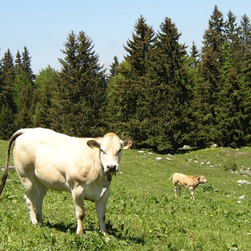 Обои трава, корова, телёнок, grass, cow, calf разрешение 1920x1200 Загрузить